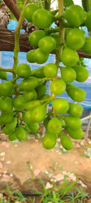 박우형님의 포도 · 병해충상담 작성글 사진