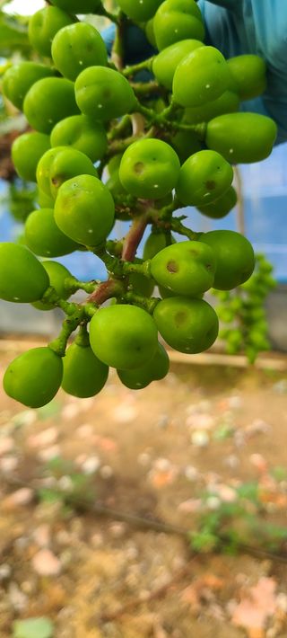 박우형님의 포도 · 병해충상담 작성글 사진