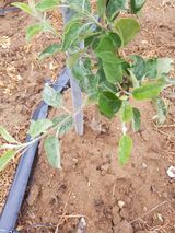 팜모닝 사과·병해충상담 게시글 이미지