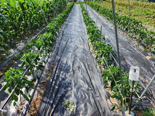 kis님의 자유주제 · 자유게시판 작성글 사진