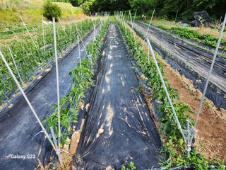 kis님의 자유주제 · 자유게시판 작성글 사진