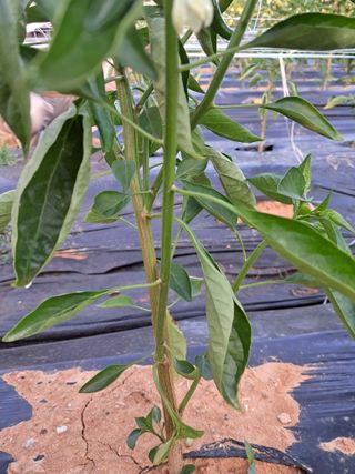 촬스리님의 고추 · 병해충상담 작성글 사진