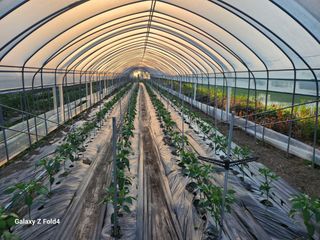 김형용님의 고추 · 영농일지 작성글 사진