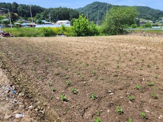 문정주님의 콩 · 영농일지 작성글 사진