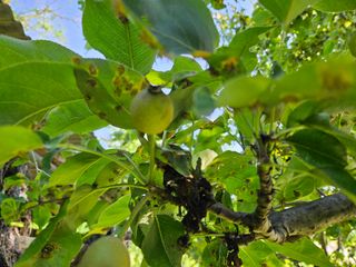 강희상님의 배 · 병해충상담 작성글 사진