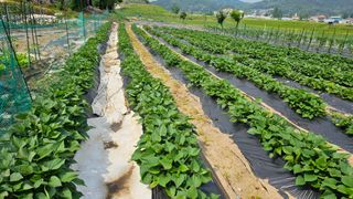 정금기님의 6월 내 작물 자랑하기🌱 · 참여글 작성글 사진