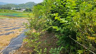 정금기님의 6월 내 작물 자랑하기🌱 · 참여글 작성글 사진