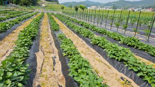 정금기님의 6월 내 작물 자랑하기🌱 · 참여글 작성글 사진