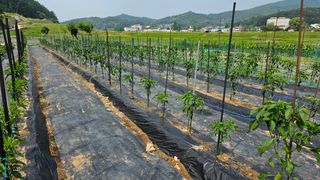 정금기님의 6월 내 작물 자랑하기🌱 · 참여글 작성글 사진