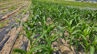 정금기님의 6월 내 작물 자랑하기🌱 · 참여글 작성글 사진