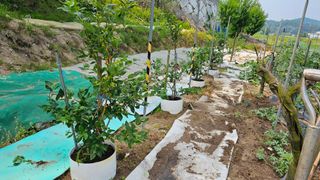 정금기님의 6월 내 작물 자랑하기🌱 · 참여글 작성글 사진