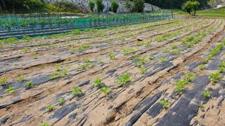 정금기님의 6월 내 작물 자랑하기🌱 · 참여글 작성글 사진