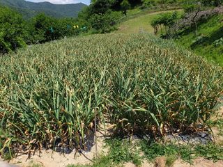 서씨농장님의 마늘 · 영농일지 작성글 사진