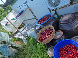 박성연님의 팜모닝 · 출석 작성글 사진