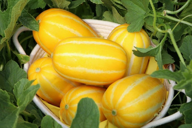 장터 상품 [[강력추천]성주 꿀참외 3kg 4kg 9kg(가정용)] 썸네일