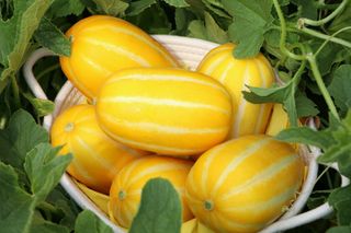 꿀참외님의 작성글 사진