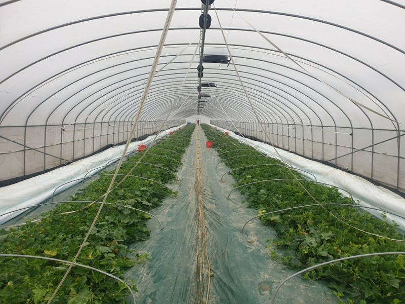 꿀참외님의 장터 판매 상품 [[강력추천]성주 꿀참외 3kg 4kg 9kg(가정용)] 첨부 사진