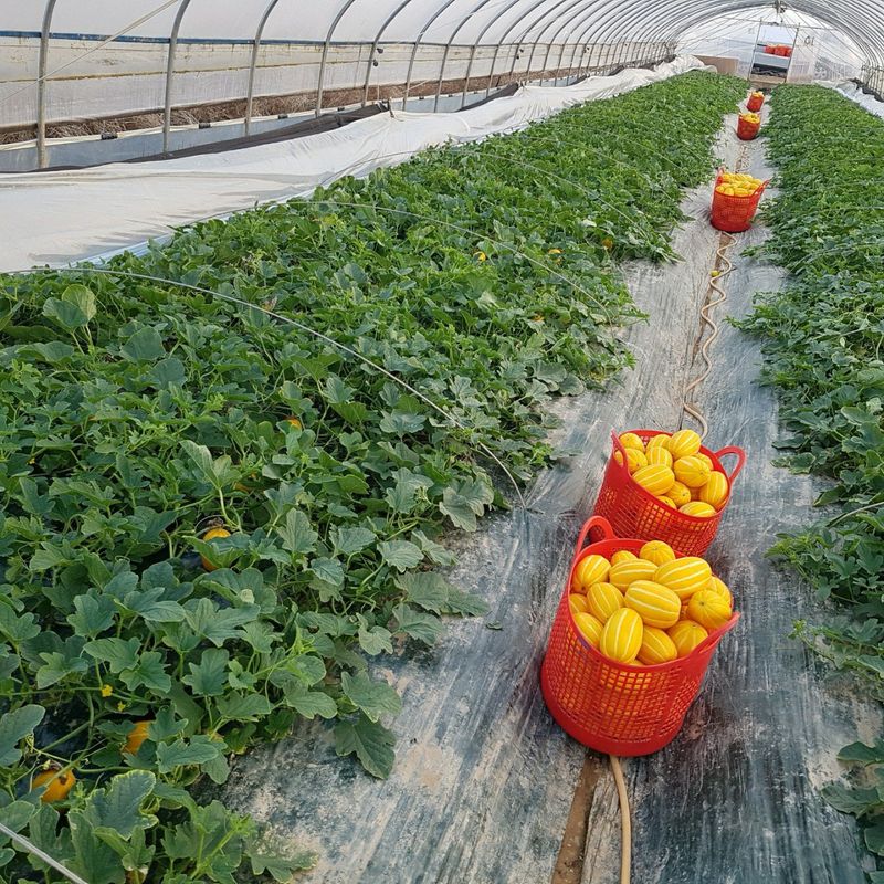 꿀참외님의 장터 판매 상품 [[강력추천]성주 꿀참외 3kg 4kg 9kg(가정용)] 첨부 사진