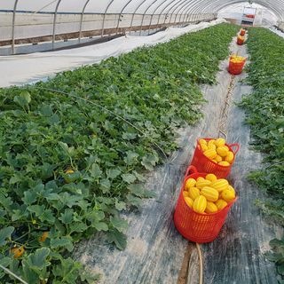 꿀참외님의 작성글 사진