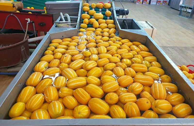 꿀참외님의 장터 판매 상품 [[강력추천]성주 꿀참외 3kg 4kg 9kg(가정용)] 첨부 사진