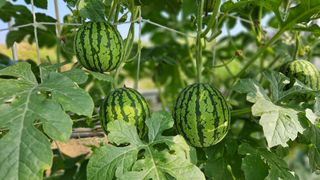 이영철,전남건설중기님의 기타작물 · 영농일지 작성글 사진