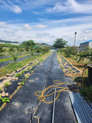 참가죽님의 참깨 · 영농일지 작성글 사진