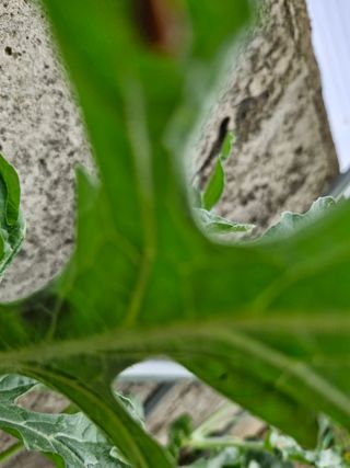 종이박님의 오이 · 병해충상담 작성글 사진