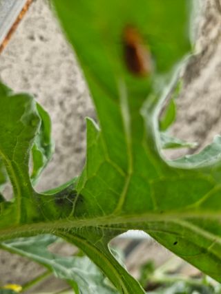 종이박님의 오이 · 병해충상담 작성글 사진