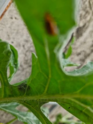 종이박님의 오이 · 병해충상담 작성글 사진