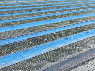 농민님의 들깨 · 자유게시판 작성글 사진