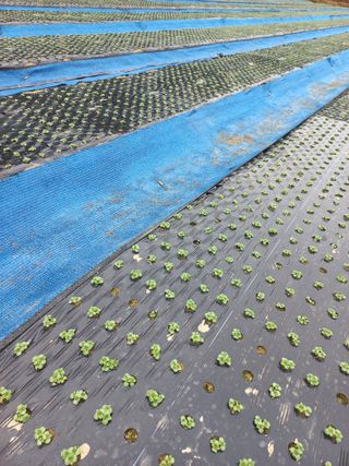 농민님의 들깨 · 자유게시판 작성글 사진