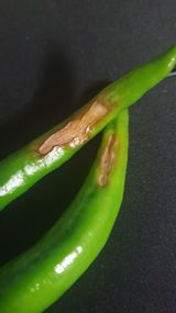 팜모닝 고추·병해충상담 게시글 이미지