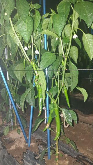 박상권님의 고추 · 병해충상담 작성글 사진