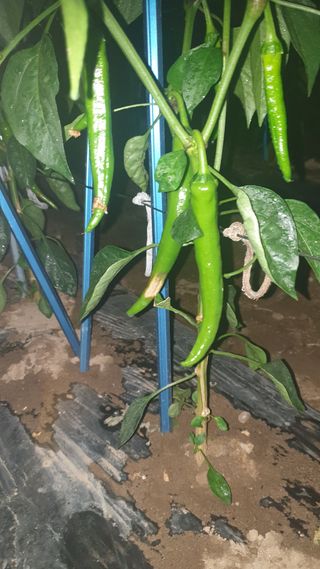 박상권님의 고추 · 병해충상담 작성글 사진