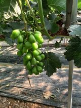 팜모닝 6월 내 작물 자랑하기🌱·참여글 게시글 이미지