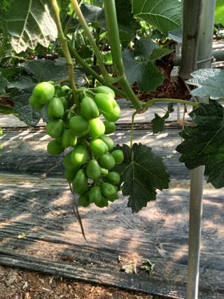 자두15577님의 6월 내 작물 자랑하기🌱 · 참여글 작성글 사진