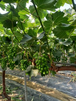 자두15577님의 6월 내 작물 자랑하기🌱 · 참여글 작성글 사진