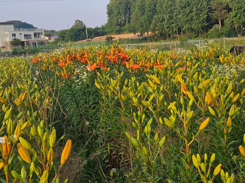 장터 상품 [백합대] 썸네일