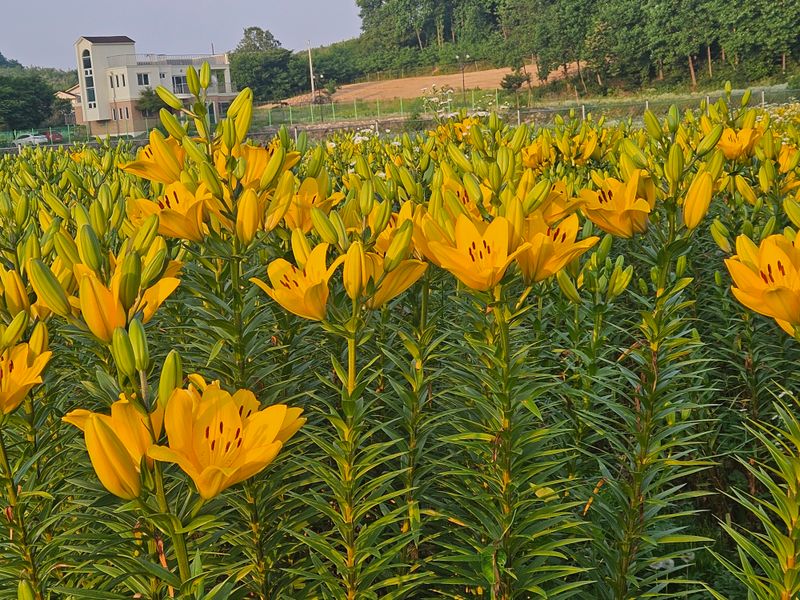 이주환님의 장터 판매 상품 [백합대] 첨부 사진