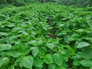 김오영님의 팜모닝 · 출석 작성글 사진