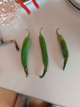 김갑수님의 고추 · 병해충상담 작성글 사진