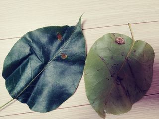 이응혁님의 배 · 병해충상담 작성글 사진