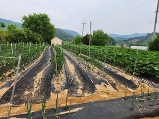 딸기12896님의 6월 내 작물 자랑하기🌱 · 참여글 작성글 사진
