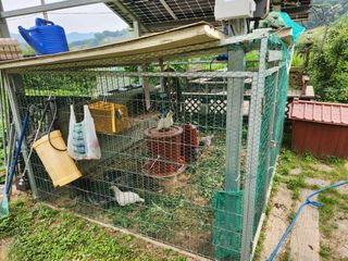 딸기12896님의 6월 내 작물 자랑하기🌱 · 참여글 작성글 사진