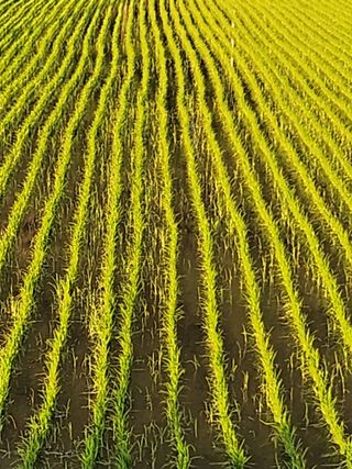 권진택님의 벼 · 영농일지 작성글 사진