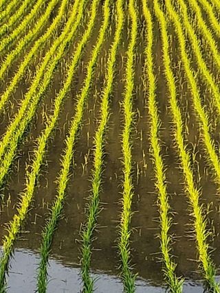 권진택님의 벼 · 영농일지 작성글 사진