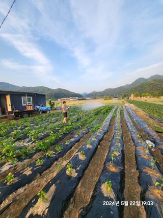 강정아님의 감자 · 영농일지 작성글 사진