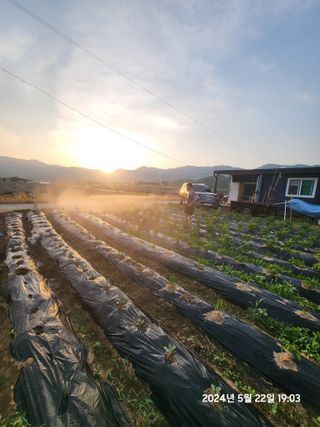 강정아님의 감자 · 영농일지 작성글 사진