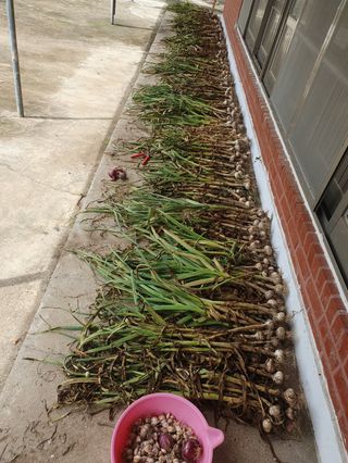 콩19996ㆍ혜자님의 마늘·수확 작성글 사진