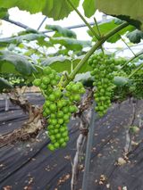 팜모닝 포도·영농일지 게시글 이미지